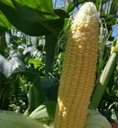 Iqf Sweet IQF Frozen Sweet Corn Kernel For Export