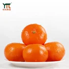 High-quality Natural Sweet Artificially Picked Fresh Citrus Size 65/70# Orange