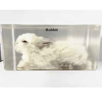 Animal Anatomy Model High Transparent Resin Other Educational Equipment Rabbit Embedded Biology Specimen for School