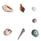 Shells Competitive Shell OEM Mixed Sea Shells Competitive Price DIY Mesh Bag Natural Shell