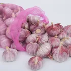 Wholesale Price Fresh Garlic White Garlic Normal White Garlic