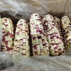 Corn Corn Natural And Fresh Delicious Grains Full And Sweet Waxy Corn