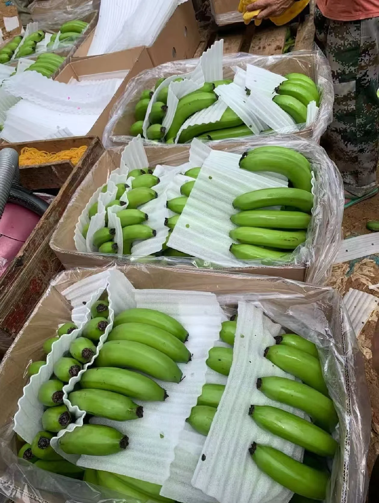 Premium Organic Cavendish Banana - Fresh Wholesale Export for Global Markets