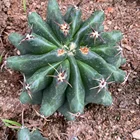 Bonsai Bonsai 10CM Cactus Natural Cactus Plant For Nursery Indoor Live Plant Outdoor Ornamental Bonsai