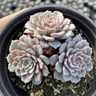 Ornamental High Quality About10cm Light Blue Living Plants Woody Plants For Ornamental Bonsai Plants