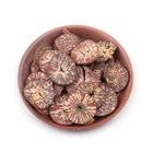 Betel Nut Nuts Betel Nuts High Quality Indonesia Whole Dried Betel Nut / Areca Nuts For Wholesale