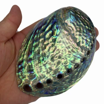 Factory direct hair blue and green large conch abalone shell creative home craft jewelry shell ornaments roasted rat