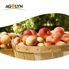 Apple Apple AGOLYN Fresh Fruit Sweet Juicy Royal Gala Apple