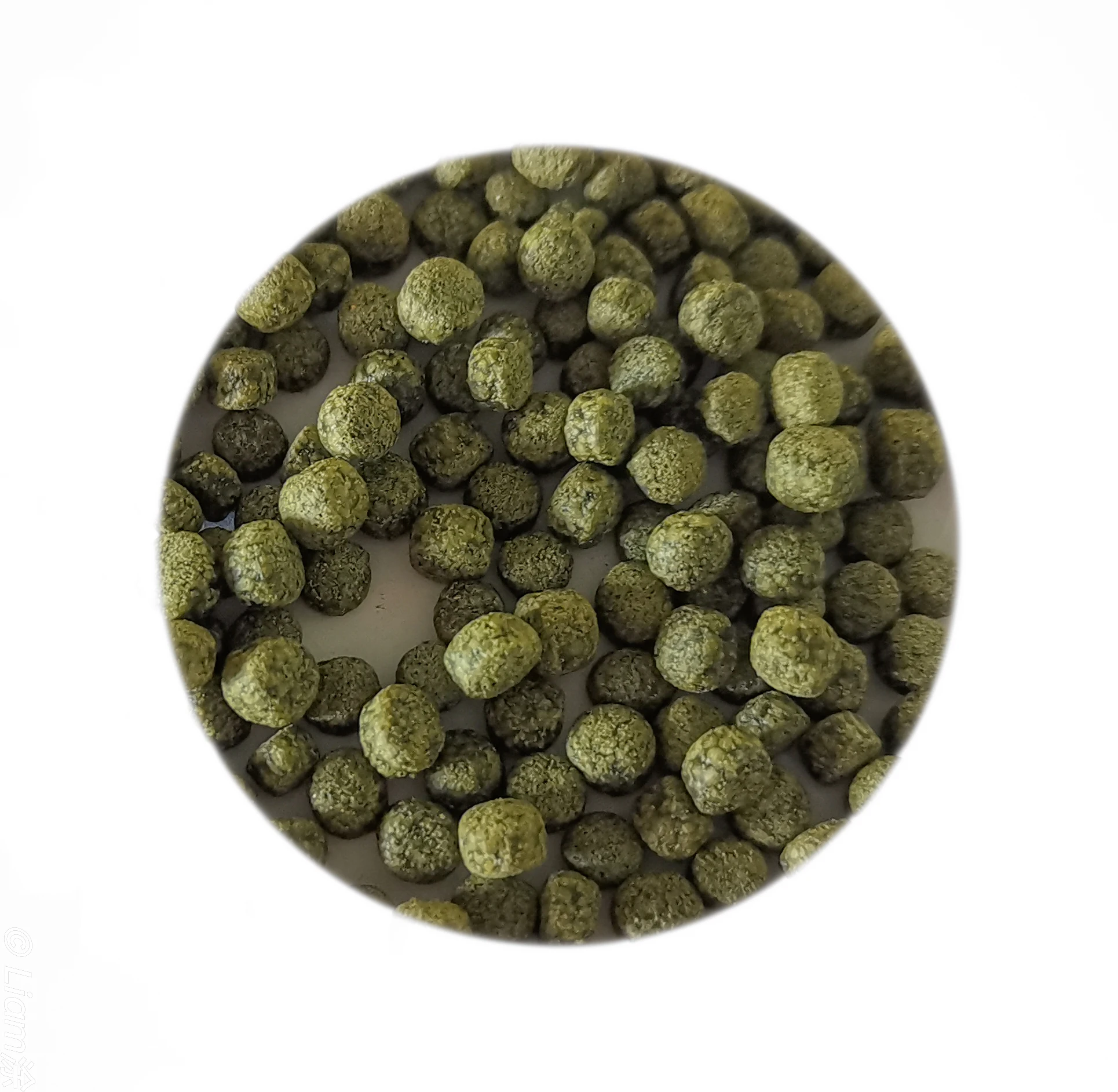 spirulina pellets for fish