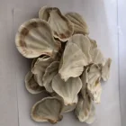 Abalone Sea Shell Shells Custom High Quality Durable Using Various Abalone Conch Sea Shell Supplier