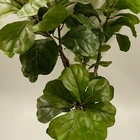 Tree Factory Sale Various Widely Used Indoor Plants Home Tree Bonsai Artificial