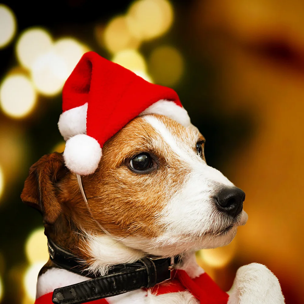 Christmas Pet Santa Hat Small Puppy Cat 
