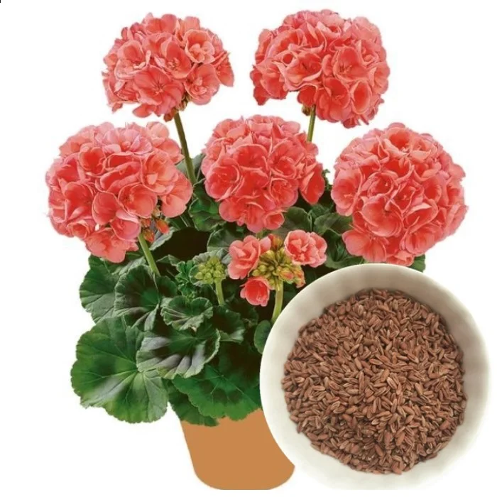 Tian Zhu Kui Bulk Red Geranium Flower Hybrid Geranium Seeds For Planting Buy Geranium Seeds Hybrid Geranium Seeds Red Geranium Flower Product On Alibaba Com