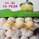 Pear Fresh Fresh White Pear Golden Pear Ya Pear