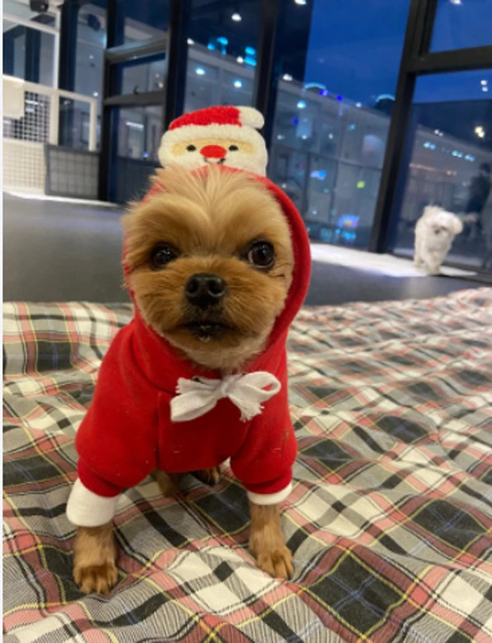 Christmas Cute Fall Winter Dog Hoodies Pet Two Legs Clothes