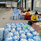 Single Garlic Fresh Garlic Crop In 2021 Ajo Morado
