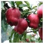 Apple Apples 2021 New Design Apple China Delicious RED STAR APPLE 60mm-75mm Fresh Apples Red Apple