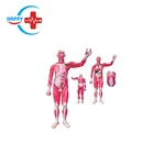 HC-S236 Human Body 80cm Muscle Anatomy With Internal Organs Model /muscle Anatomy Model
