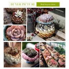 A Flowerpot For A Succulent Plant.A Ceramic Flowerpot
