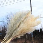 2021 Home Wedding Decor Dried Flowers Natural Big Pampas Grass