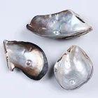 Shell High Repurchase Natural Loose Shell Seawater Mother Of Pearl Shell