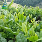 Green Tea 100% Nature Green Tea Loose Leaf Chun Mee Green Tea