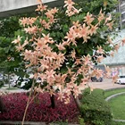 2020 Autumn Colors Oncidium Autumn Colors Wedding Floral Decoration Flowers Wholesale