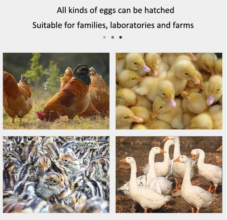 1056 Eggs Fully Automated Incubator Manufacturers Direct Sales