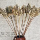 Chrysanthemum Chrysanthemum Good Quality Chrysanthemum Natural Preserved Product Dried Flowers Manufacturer
