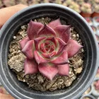 Ornamental Chinese Supply About7cm Red Living Plants Live Plants Natural Succulents For Ornamental Bonsai Plants