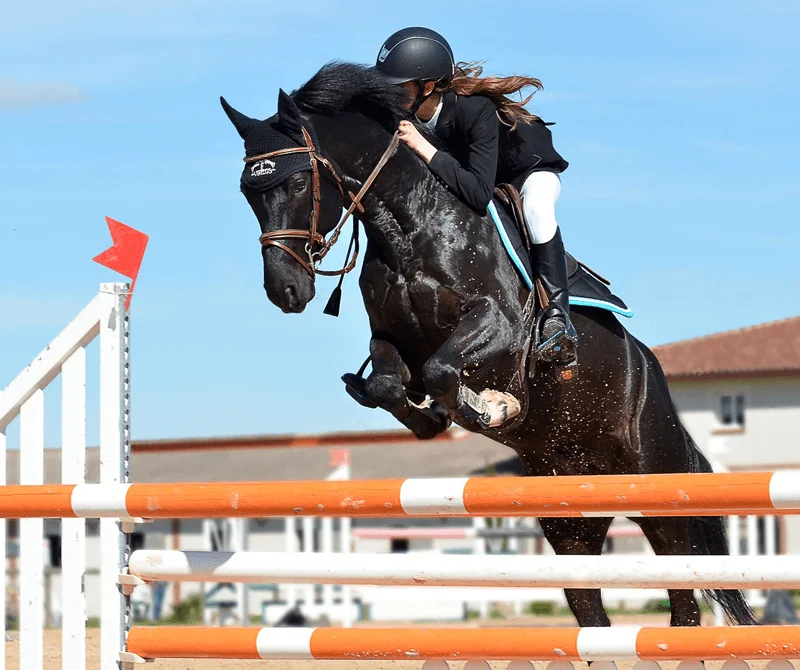 Horse Show Jump Poles Horse Jumping Fences With Cut Rails Latest Style Horse Show Facilities - Buy High Quality Horse Jump,Classic Aluminum Poles White And Blue 2 Foot Simple In Style 6 Horse Jump ...
