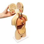 Model Anatomical Medical Torso Model 32 Parts Human Anatomy Model