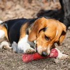 Pet Nylon Rubber Big Bone Pet Dog Toy Large Dog Bite Resistant Dog Molar Stick