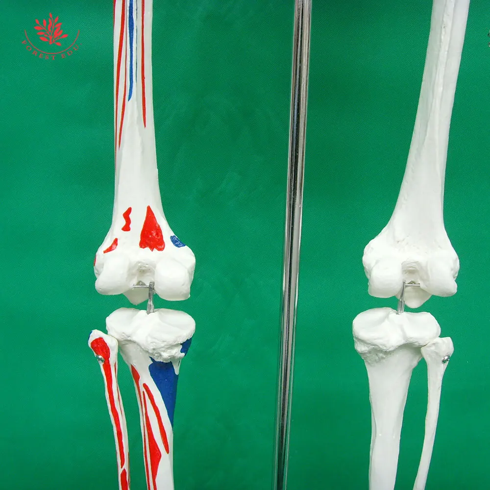 Frt A Anatomy Skeleton Model Half Side Painted Muscle Cm Plastic