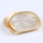 Craft Shell Natural Craft High Polished Flashy Light Seashell Yellow Butterfly Shell