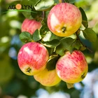 Fuji Apple Fujiapple AGOLYN Chinese Fresh Red Juicy Fuji Apple