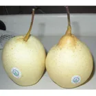 Pear Pear Super Ya Pears/Ya Lie Pear Chinese Newest Crop Pear Sweet Healthy Wholesale Price