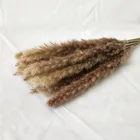 Factoy Wholesale Natural Small Dried Pampas Grass Phragmites Communis Wedding Flower Bunch Home Decor Diy Flower