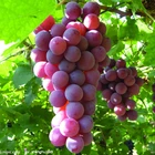 Grape Pre Sale Of 2021 Xinjiang Chinese Grape Fresh Grape New Season Grape Price