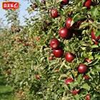 Wholesale Halal 500ml Naturally Brewed Fruit Ingredients Factory Price Organic Apple Cider Vinegar