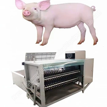 mini pigs slaughter house pork slaughter line abattoir machine