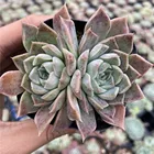 Ornamental Factory Supply About6cm Green Ink Living Plants Korea Succulent Plants For Ornamental Bonsai Plants