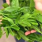 Tea Loose Leaf Custom Private Label Tea Leaves Loose Leaf Green Tea Organic Huangshan Maofeng Tea