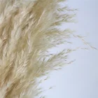 Home Wedding Decorative Natural Plants Dry Flowers Preserved Pampas Grass Dried