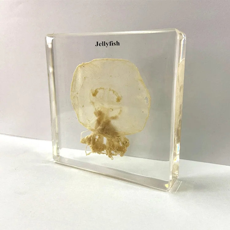 There are more options here jellyfish animal embedded specimen