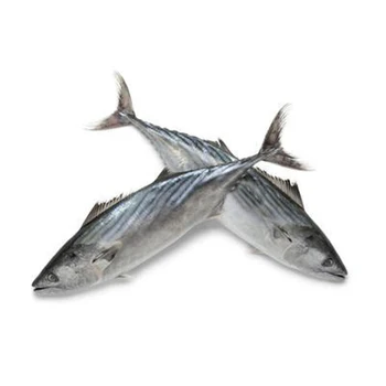 Wholesale New Catch Frozen Belt Bonito For Canned
