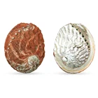 Abalone Large Stock Red Australian 10-15 Cm Abalone Sea Shell Sage Smudging Bowl Healing Home Decor