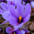 Saffron Saffron Extract Safranal ISO Certificated Saffron Extract 3% Safranal Powder