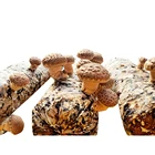 Low Price Wood Planting Frozen Mushroom Spawn Shiitake Mushroom Spawn