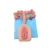 Animal Veterinary Model Silicone Sow Artificial Insemination Anatomy Model